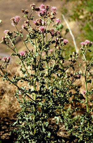 Canada Thistle