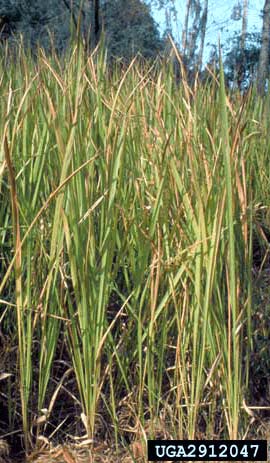 Cogongrass Stand - Jeffery W. Lotz