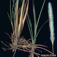 Cogongrass - Luanne M. Marsh