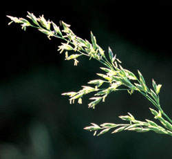 Tall fescue