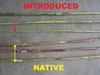 Stem color