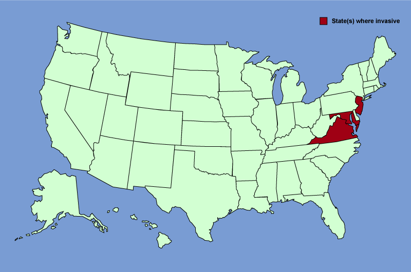 Distribution map of Carex kobomugi