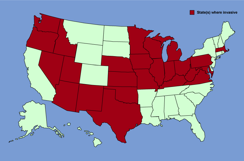 Distribution map of Ulmus pumila