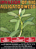 Alligatorweed picture