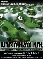 Water hyacinth picture