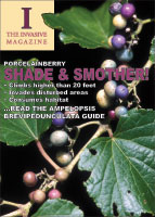 Porcelainberry picture