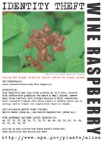 Wine raspberry picture