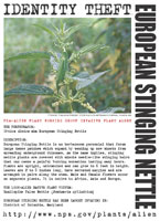European stinging nettle picture