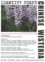 Chinese wisteria picture
