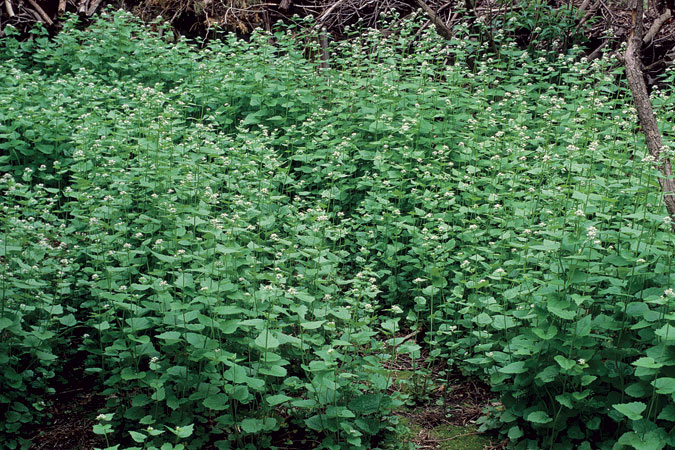 Photo of a garlic mustard infestation. Photo by Bill Johnson.