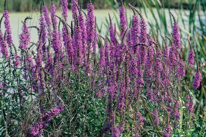 Photo of purple loosestrife infestation.  Photo by Bill Johnson.